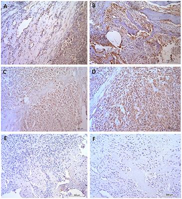 Canine osteosarcoma in comparative oncology: Molecular mechanisms through to treatment discovery